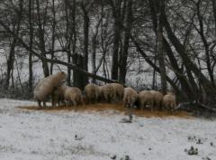 Lammaste paaritamine karjamaal. Texeli jäär ja eesti valgepealised uted (A. Tänavots)