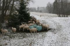 Lammaste söötmine karjamaal. Silo ja hein (A. Tänavots)