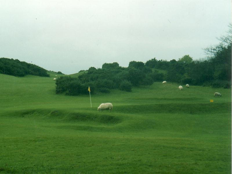 Ueilsis kasutatakse lambaid  ka golfiväljaku korrashoiuks (P. Piirsalu)