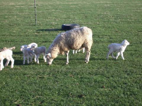 Soome maalammas (Gippfinn Finnsheep)