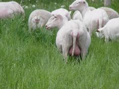 Friisi piimalambad (Crane Creek East Friesian Dairy Sheep)