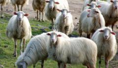 Sardiinia lambad (Pecora Sarda) (ARGAV)