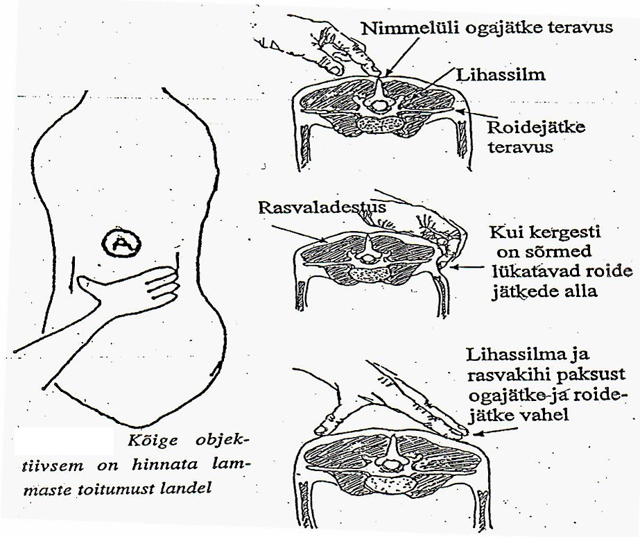 Lammaste toitumise hindamine (MLC Sheep Improvement... muudetud P. Piirsalu poolt, 1996)