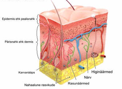 Naha ehitus (Psoriaasikeskus)