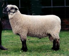Dorsetdaun (<i>Dorset Down</i>) (Heritage Sheep Australia)£