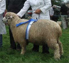 Kotsvold (<i>Cotswold</i>) (Bramble Cotswold Sheep)£