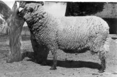 Eesti tumedapealiste lammaste liinialustaja Peeter 149 (ELaS)
