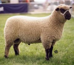 Šropsir (<i>Shropshire</i>) (The Shropshire Sheep Breeders' Association & Flock Book Society)