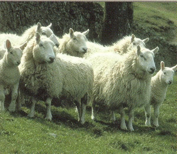 Künkliku piirkonna villatüübi tüüpiline esindaja - ševiot (British Wool)