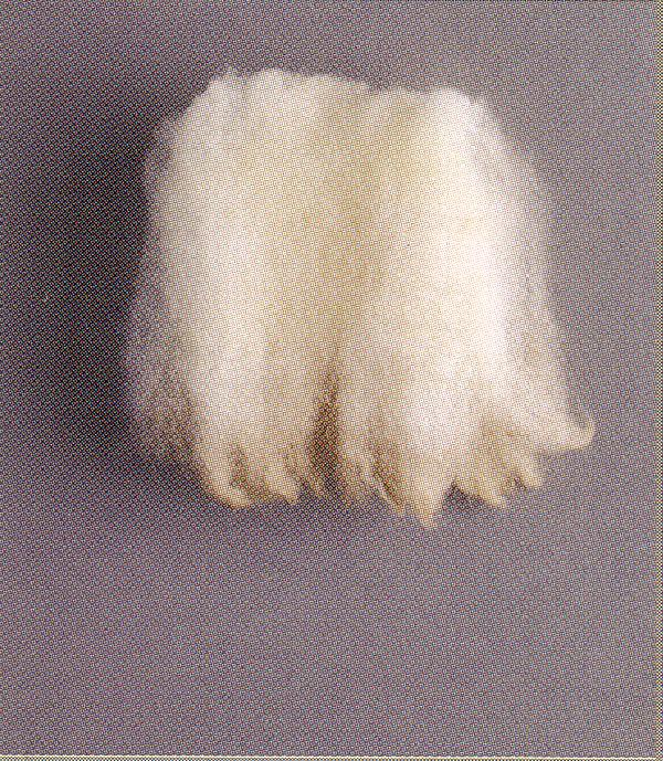 Künkliku piirkonna villatüübi villasäuk (British Wool)