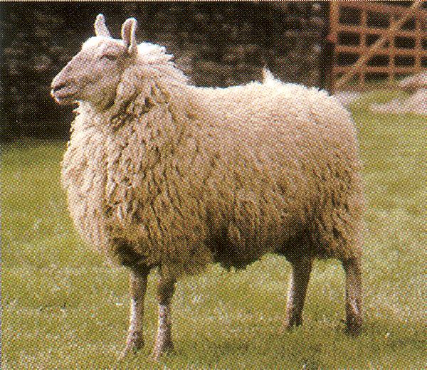 Keskmise villatüübi tüüpiline esindaja - pooleverene (British Wool)