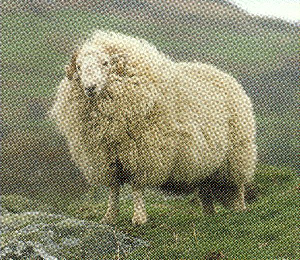 Mäestiku villatüübi tüüpiline esindaja - walesi mägilammas (British Wool)