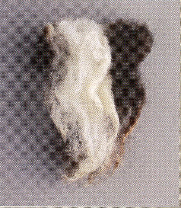 Värvilise villatüübi villasäuk (British Wool)