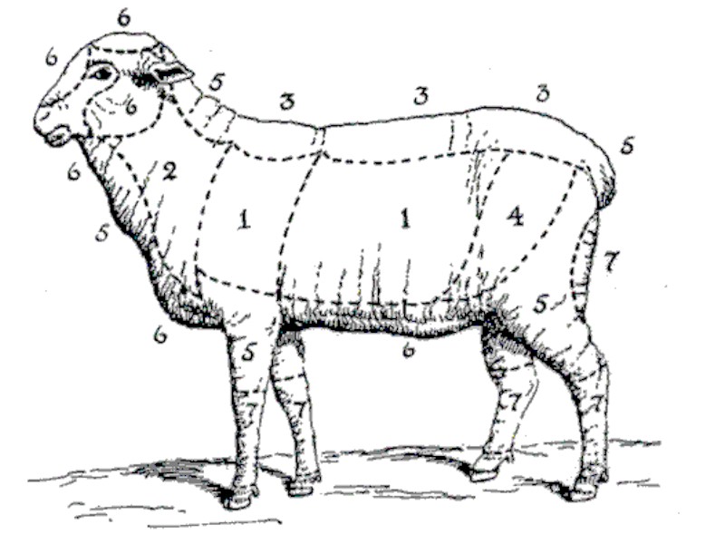 Villa kvaliteet lamba erinevatel kehaosadel. Villa kvaliteet väheneb arvude suurenedes (E. Liik, 1935).