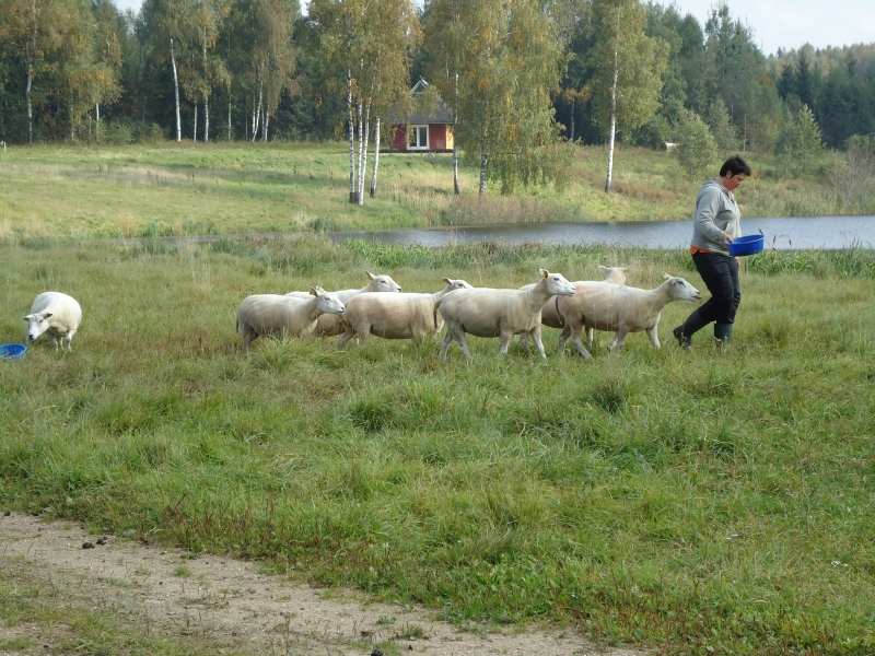 Pöetud lambad karjamaal (P. Piirsalu)