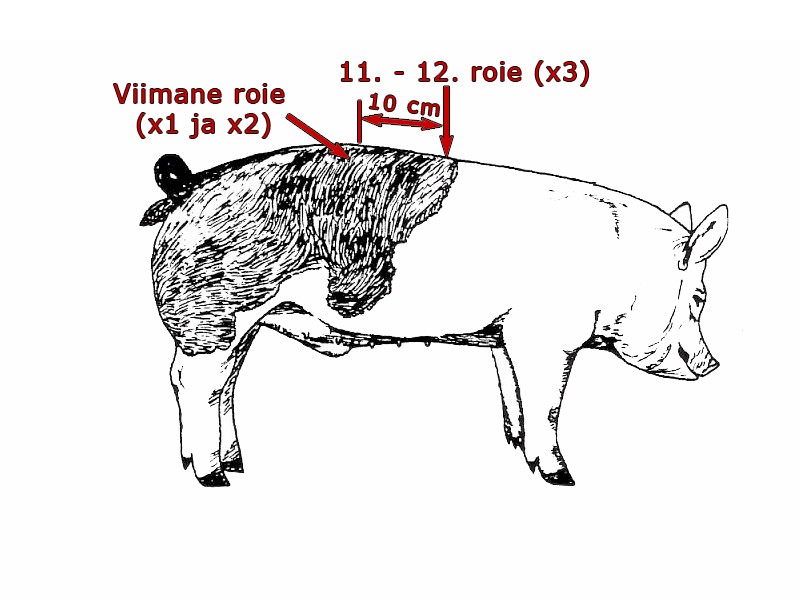 Rümbal olevad märgistused (A. Tänavots)