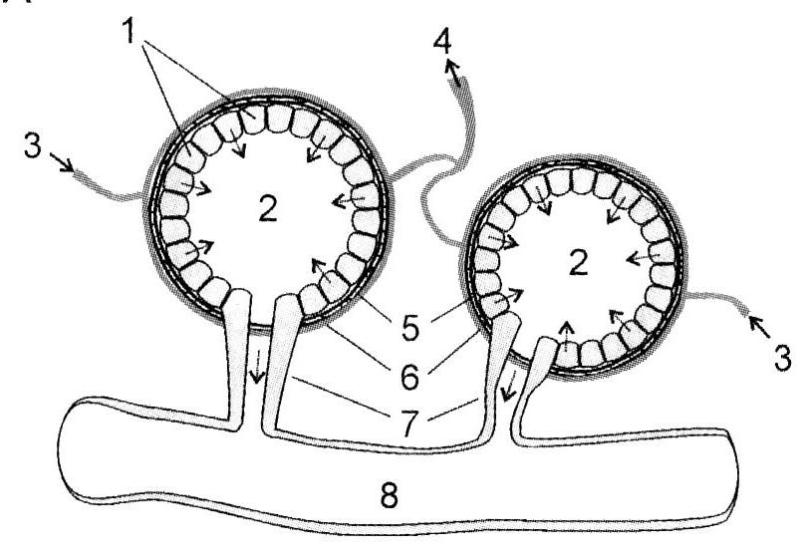 Piimanäärme skemaatiline ehitus: alveoolid, 1 - näärmerakud, 2 - alveoolivalendik, 3 - arteriaalse vere juurdevool, 4 - venoosse vere äravool, 5 - müoepiteelirakud, 6 - kapillaaride ja sidekoe võrgustik, 7 - alveolaarjuhake, 8 - sagarikusisene juha (Poikalainen 2006) 